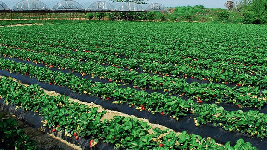 UGT FICA Ávila gana con rotundidad las elecciones en Gardisancho obteniendo los 9 delegados del comité de empresa